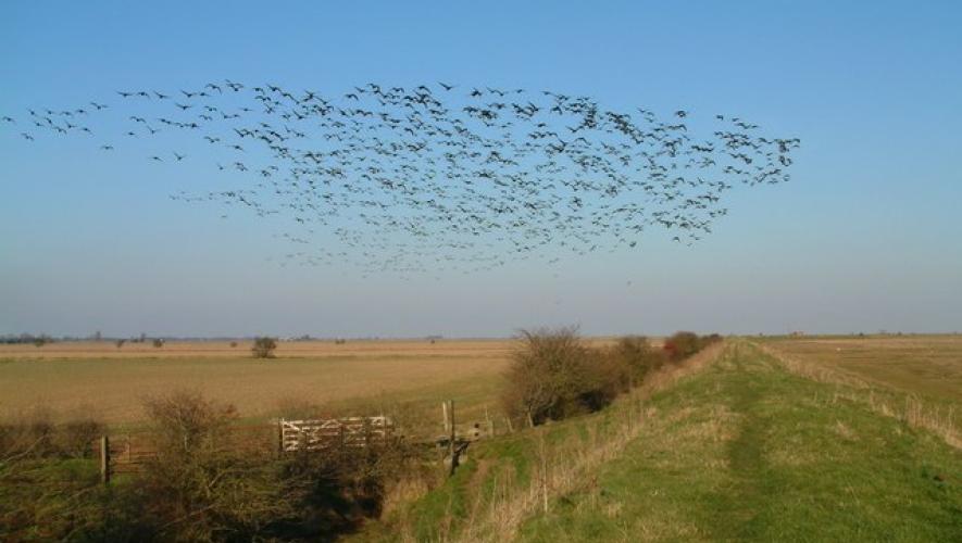 Migrating Birds on Saltmarshes View of the sea defence wall as a flock of migrating birds, disturbed while feeding, rise from the wheat field